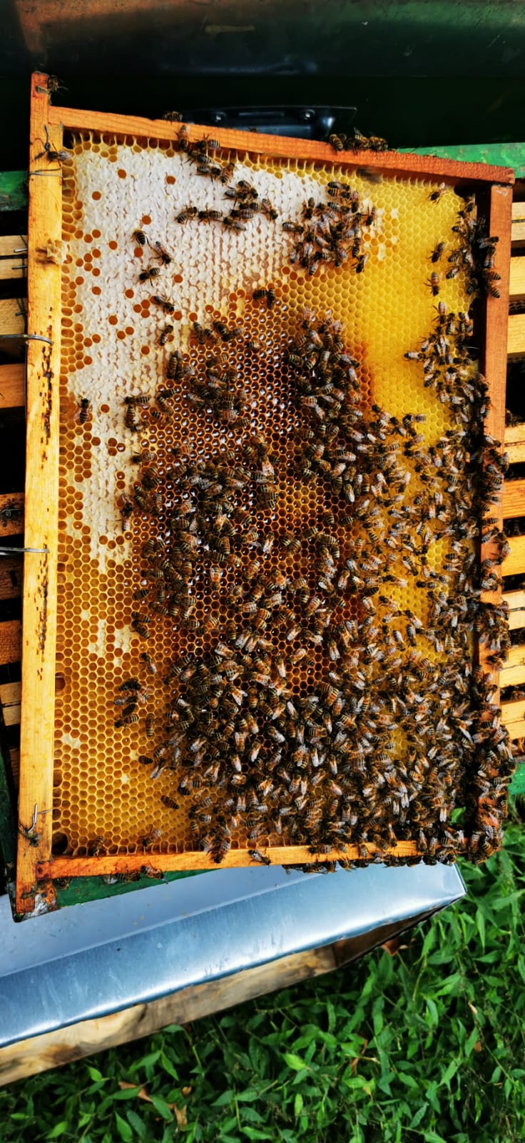 Telaino con celle opercolate di miele e api