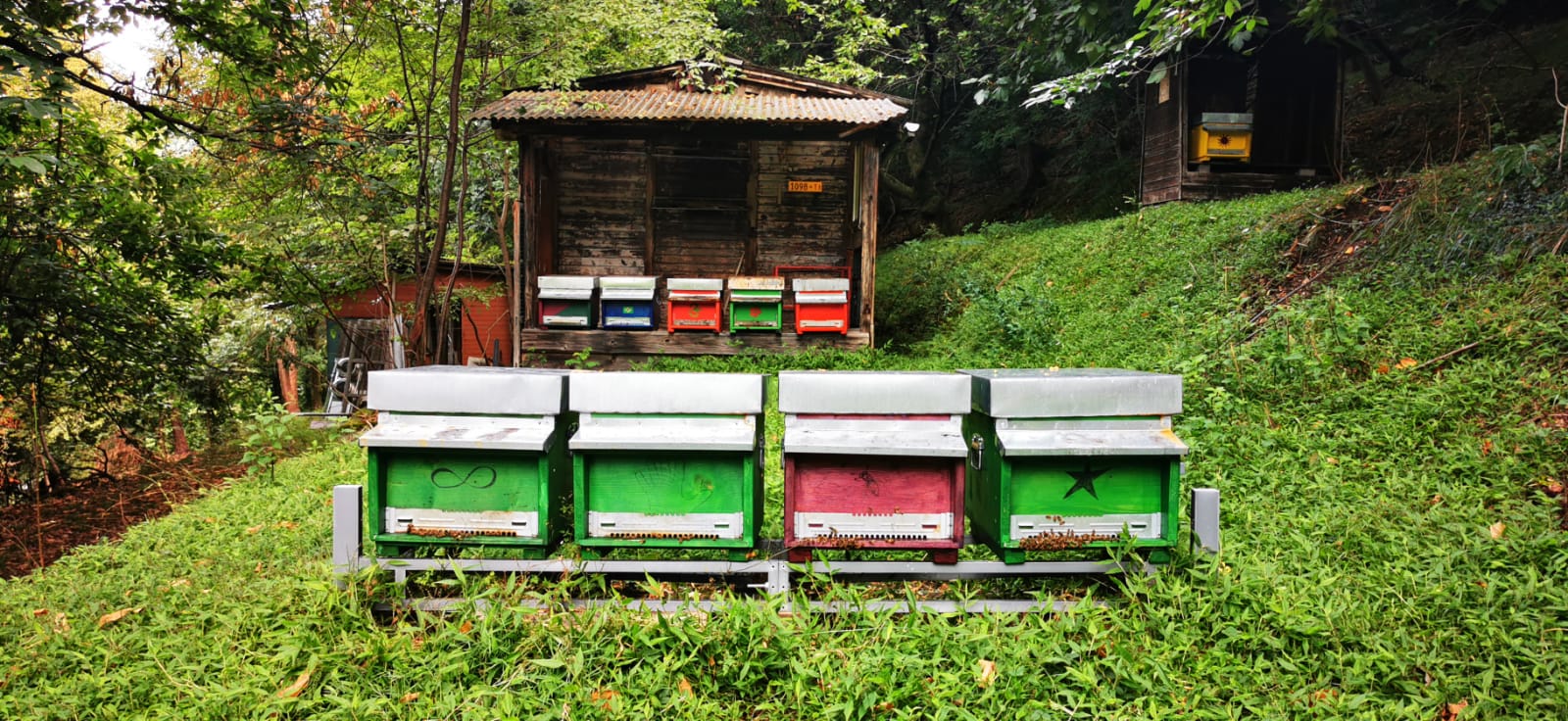 Apiario nel verde con casetta in legno e arnie colorate