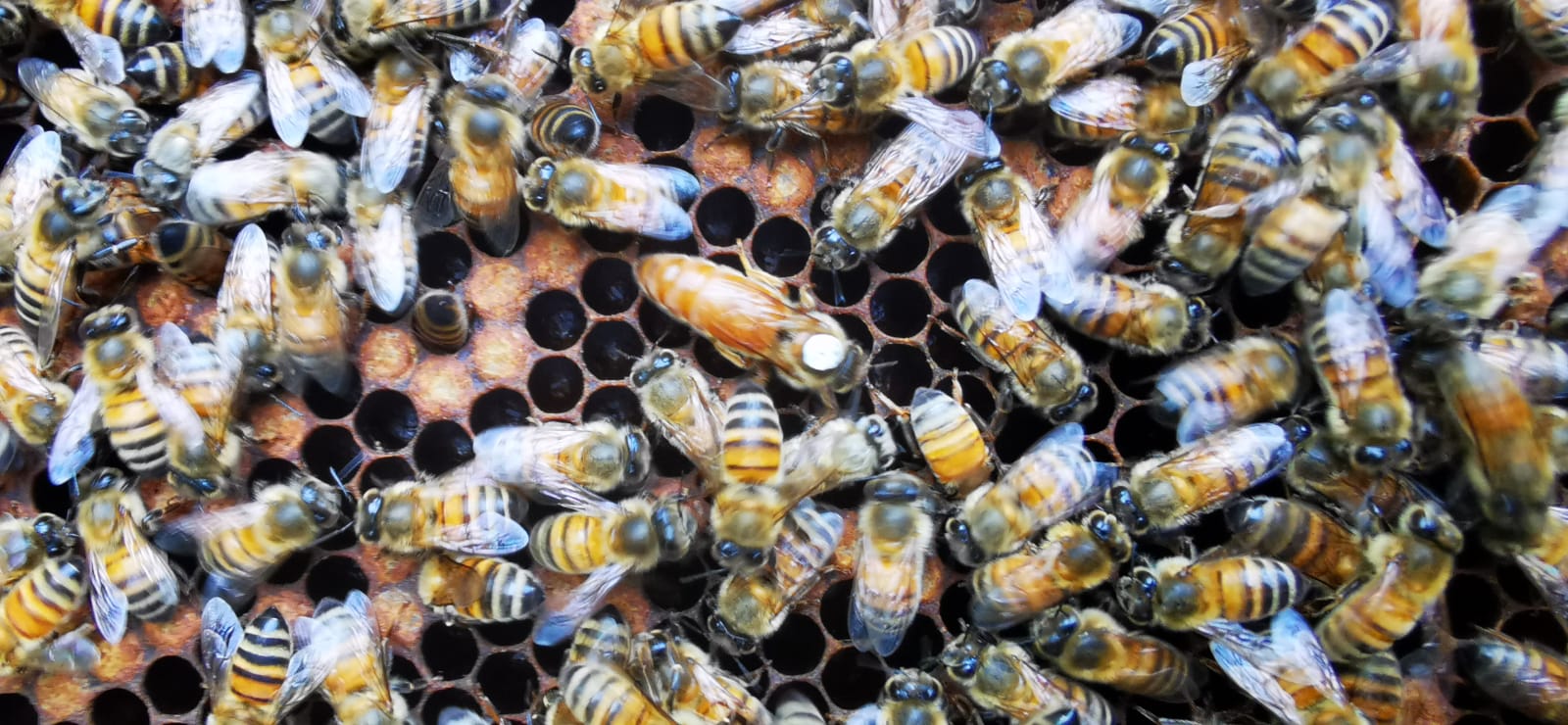 L'ape regina circondata dalle operaie sul favo