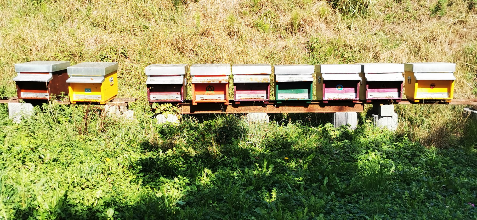 Fila di arnie colorate sul prato dell'apiario